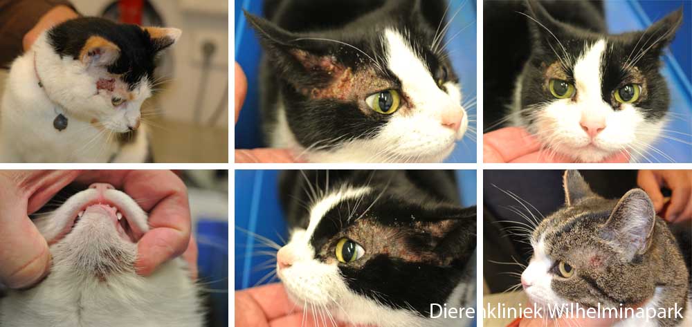 Katten kunnen huidproblemen krijgen tgv voedselallergie. Foto Dierenkliniek Wilhelminapark utrecht